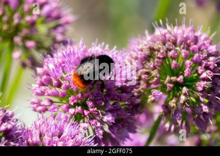 Queue rouge Bumble abeille sur fleur Allium 'Millenium' Bombus lapidarius Banque D'Images