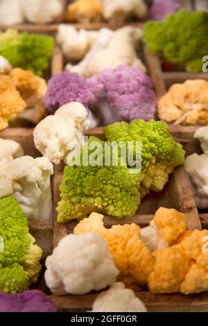 Présentation des variétés de chou-fleur dans ses différences de couleur Banque D'Images