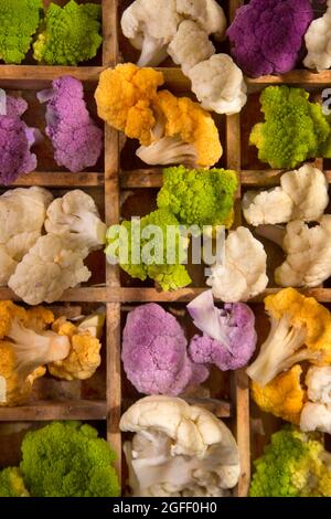 Présentation des variétés de chou-fleur dans ses différences de couleur Banque D'Images