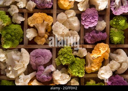 Présentation des variétés de chou-fleur dans ses différences de couleur Banque D'Images