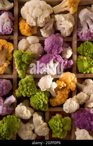 Présentation des variétés de chou-fleur dans ses différences de couleur Banque D'Images