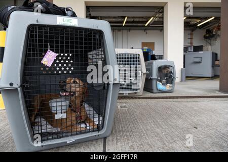 Les animaux qui ont récemment débarqué d'un avion de passagers Patriot Express attendent que leurs propriétaires les prennent à bord de la base aérienne de Spangdahlem, Allemagne, le 23 août 2021. Le 726e Escadron de mobilité aérienne de Spangdahlem AB augmente les efforts d'évacuation de l'Afghanistan en acceptant les avions Patriot Express détournés transportant du personnel militaire américain et leurs familles en route vers la base aérienne de Ramstein, en Allemagne. (É.-U. Photo de la Force aérienne par Tech. Sgt. Maeson L. Elleman) Banque D'Images