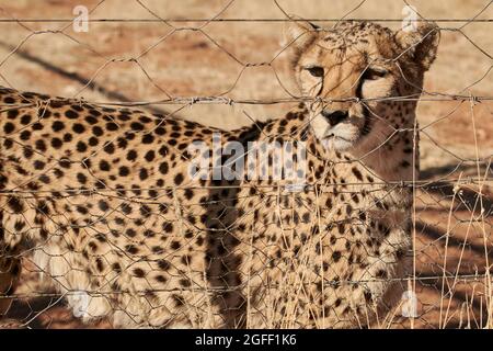 Cheetah sauvage derrière la clôture en captivité, Namibie (Acinonyx jubatus) Banque D'Images