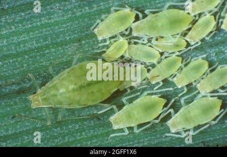 Pucerons du grain de rose (Metropolophium dirhodum) femelles sans contact et progéniture de différentes tailles sur une feuille de céréales Banque D'Images