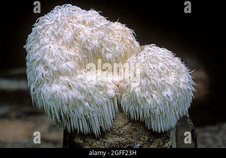 Le champignon de la tête de singe (Hericium erinaceus), un champignon comestible, Thaïlande Banque D'Images