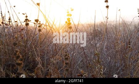Fleurs sauvages sèches le long d'un sentier dans les montagnes de Santa Monica à Woodland Hills, Californie, États-Unis Banque D'Images