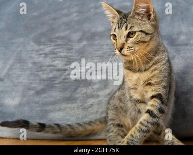 Un chaton tabby joue sur un parquet Banque D'Images