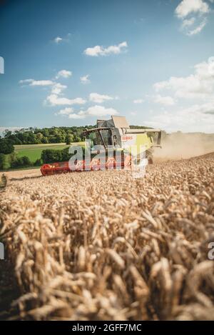 Canterbury, Kent, Royaume-Uni. 25 août 2021. Une moissonneuse-batteuse récolte du blé sous un ciel ensoleillé, près de Canterbury, dans la campagne du Kent. Crédit : Kevin Bennett/Alay Live News Banque D'Images