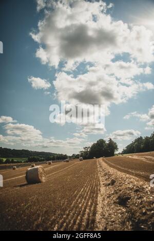 Canterbury, Kent, Royaume-Uni. 25 août 2021. Une moissonneuse-batteuse récolte du blé sous un ciel ensoleillé, près de Canterbury, dans la campagne du Kent. Crédit : Kevin Bennett/Alay Live News Banque D'Images