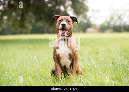 Chien de race mixte Pit Bull Terrier rouge et blanc à l'extérieur Banque D'Images