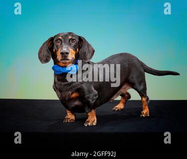 Plan horizontal d'un dachshund noir et rouge debout portant un noeud papillon bleu avec un espace d'écriture. Banque D'Images