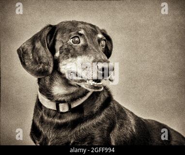Plan horizontal d'un dachshund en noir et blanc avec grain. Banque D'Images
