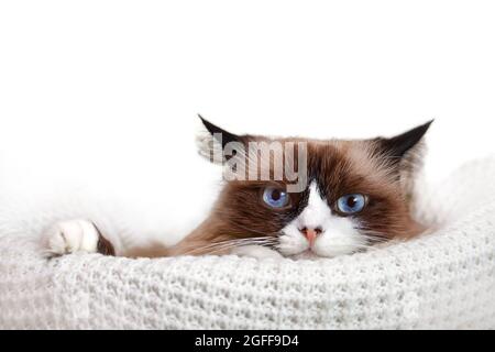 Un chat Ragdoll aux yeux bleus se trouve dans un panier en maille. Elle regarde dans l'appareil photo. Les oreilles sont aplaties. Arrière-plan blanc isolé avec place pour le texte. Copier l'espace Banque D'Images