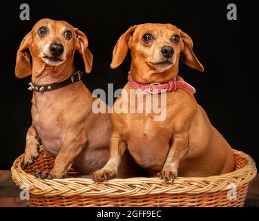 Photo horizontale de deux anciens dachshunds rouges lisses montrant un peu de blanc dans un panier en osier avec espace de copie. Arrière-plan noir. Banque D'Images