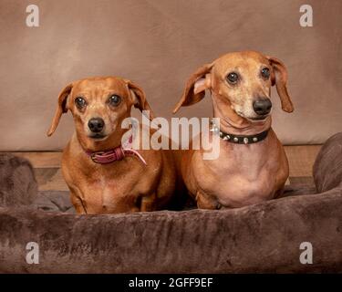 Prise de vue horizontale de deux anciens dachshunds rouges lisses montrant un peu de blanc avec l'espace de copie. Arrière-plan brun texturé. Banque D'Images