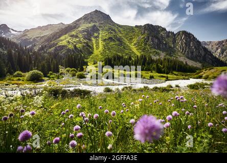 Magnifique paysage de rivière dans la vallée de montagne avec fleur pourpre en premier plan et forêt verte luxuriante au Kazakhstan Banque D'Images
