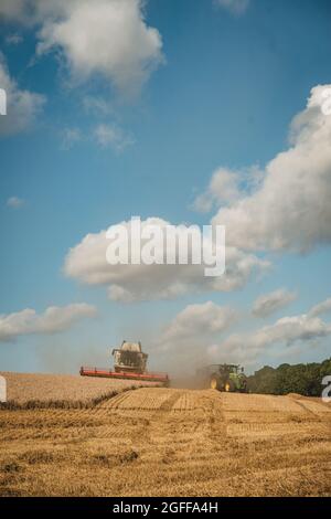 Canterbury, Kent, Royaume-Uni. 25 août 2021. Une moissonneuse-batteuse récolte du blé sous un ciel ensoleillé, près de Canterbury, dans la campagne du Kent. Crédit : Kevin Bennett/Alay Live News Banque D'Images