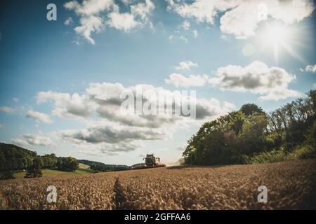 Canterbury, Kent, Royaume-Uni. 25 août 2021. Une moissonneuse-batteuse récolte du blé sous un ciel ensoleillé, près de Canterbury, dans la campagne du Kent. Crédit : Kevin Bennett/Alay Live News Banque D'Images