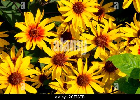 Fausse Sunflower scabra Heliopsis helianthoides 'Burning Hearts' Ox-Eye Daisy Heliopsis Burning Hearts Banque D'Images