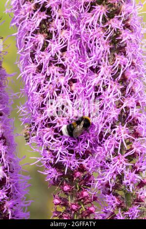 Bumblebee sur Grassleaf Gayfeet Liatris pilosa, Liatris graminifolia Banque D'Images