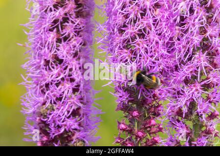 Bumblebee sur Grassleaf Gayfeet Liatris pilosa, Liatris graminifolia Banque D'Images