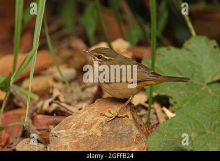 Paruline de Radde (Phylloscopus schwarzi) adulte debout sur un rocher Kaeng Krachan NP, Thaïlande Novembre Banque D'Images