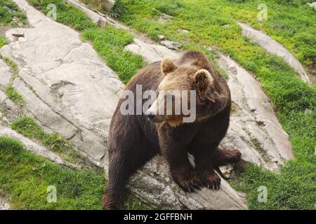 Ours brun au parc de l'ours de Flå, Norvège Banque D'Images