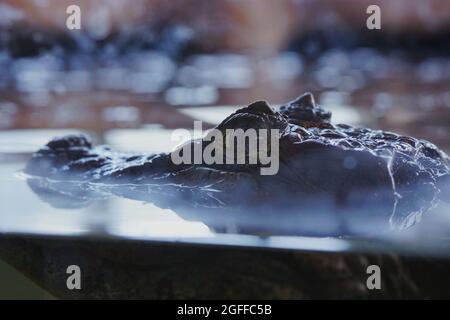 Crocodile cubain au parc de l'ours de Flå, Norvège Banque D'Images