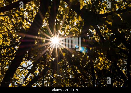 Photographie des rayons du soleil à travers les feuilles des arbres.la photo est prise de dessous et en format horizontal. Banque D'Images