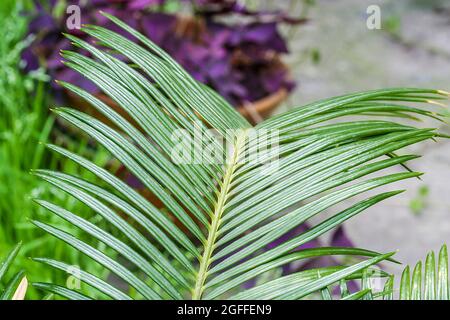 Cycas Revoluta ou sago feuille de palmier. Plantes d'intérieur à l'extérieur Banque D'Images