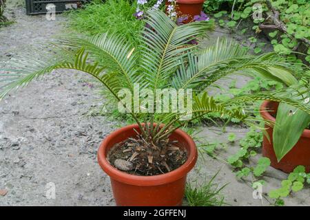 Cycas Revoluta ou sago palmier poussant dans un pot. Plantes d'intérieur à l'extérieur Banque D'Images