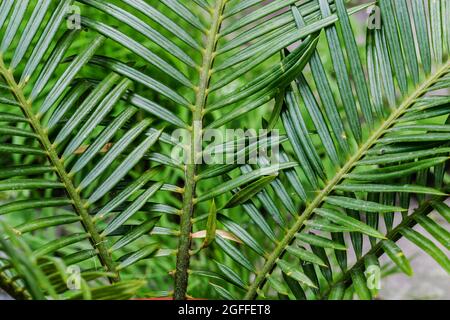 Cycas Revoluta ou sago feuilles de palmier. Installation domestique Banque D'Images