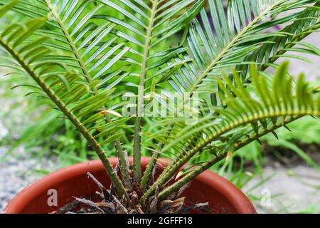 Cycas Revoluta ou sago feuilles de palmier. Plantes d'intérieur à l'extérieur Banque D'Images