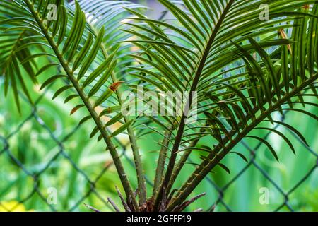 Cycas Revoluta ou sago feuilles de palmier. Installation domestique Banque D'Images