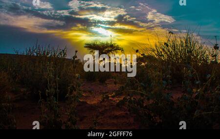 Silhouette d'un arbre au coucher du soleil avec les belles couleurs du ciel Banque D'Images