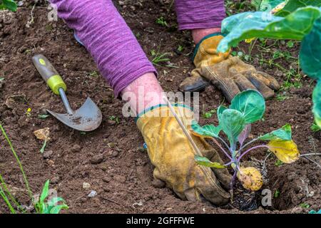 Femme plantant à Bruxelles plante 'Crispus', Brassica oleracea. Banque D'Images