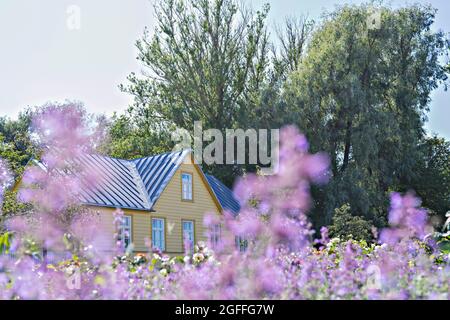 Noyade dans les fleurs résidence d'été maison campagne et fleurs sauvages pourpres en fleurs dans le pré Banque D'Images