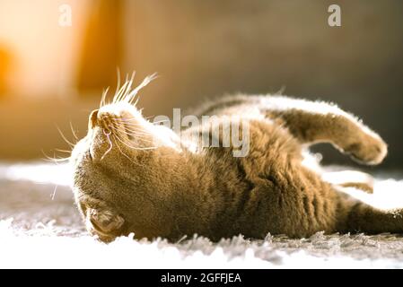 Le chat repose sur le tapis dans une position avec son ventre vers le haut et se réchauffe dans les rayons du soleil. Le chat écossais décontracté se trouve sur son arrière wi Banque D'Images