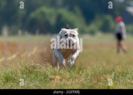 Staffordshire Bull Terrier en compétition Banque D'Images