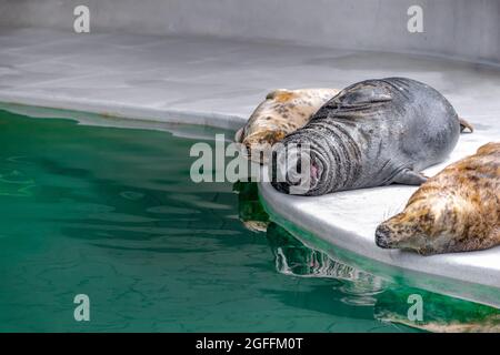 Trois phoques gris de l'Atlantique se trouvent et se prélassent au soleil près de l'eau vert foncé du zoo. Halichoerus grypus, place pour le texte avec l'espace de copie Banque D'Images