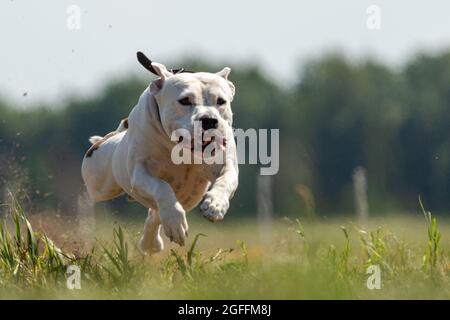 Staffordshire Bull Terrier en compétition Banque D'Images