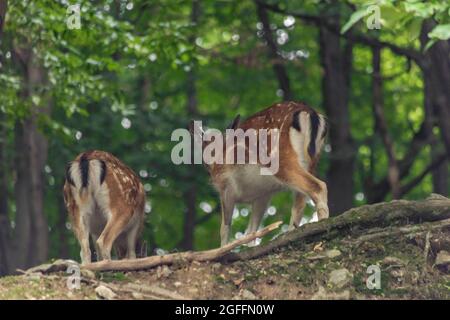 Petits dénivelés dans une forêt à pente sombre en été chaud jour de couleur Banque D'Images