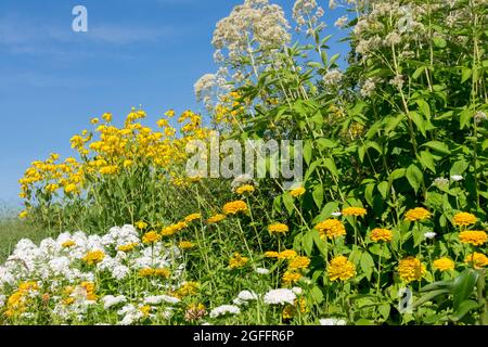 Blanc jaune jardin Eutrochium jaune Rudbeckia Blanc Phlox jaune Zinnia grandes plantes de jardin dans le parterre de fleurs Banque D'Images