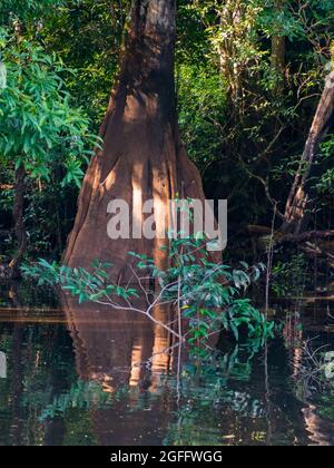 D'immenses arbres se tenant dans l'eau dans la plaine inondable de la jungle. Poutres de soleil et réflexions dans le marais Jungle. Jungle sombre. Amazonie. Amérique du Sud Banque D'Images