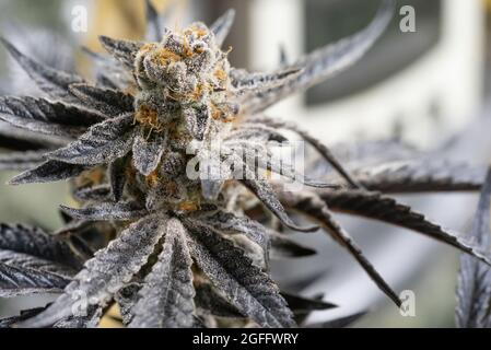 Belle plantes de cannabis en macro shot avec de beaux trichomes à l'état de floraison. Banque D'Images