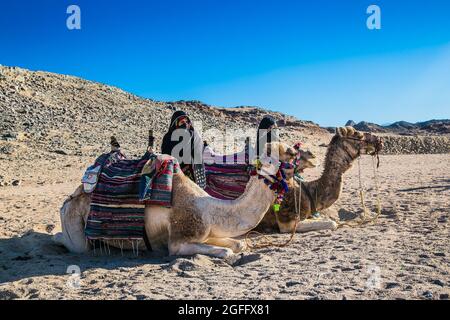 Hurghada, Egypte- 4 février 2020: Deux bédouins en turbans, visages couverts, avec un chameau dans le désert du Sahara près de Hurghada, Egypte. Banque D'Images