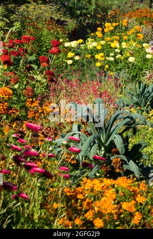 Cottage jardin plantes fleurs lit de fleurs coloré en août, mi-été Kale Brassica oleracea 'Nero di Toscana' Banque D'Images