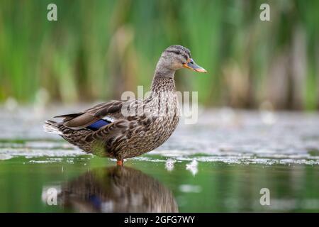 gros plan d'un canard colvert femelle comme elle se tient dans l'eau. pris à un faible niveau Banque D'Images