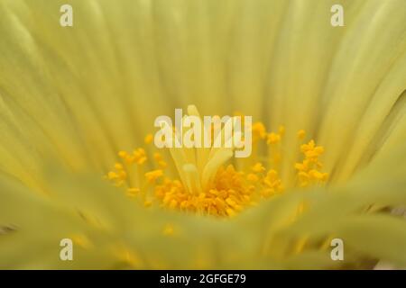 Détails d'une belle fleur jaune avec des pétales délicats et des étamines d'un cactus rond Banque D'Images