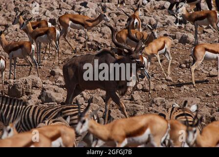 Antilope kudu mâle, springboks et zèbres au trou d'eau d'Okaukuejo, parc national d'Etosha, Namibie Banque D'Images